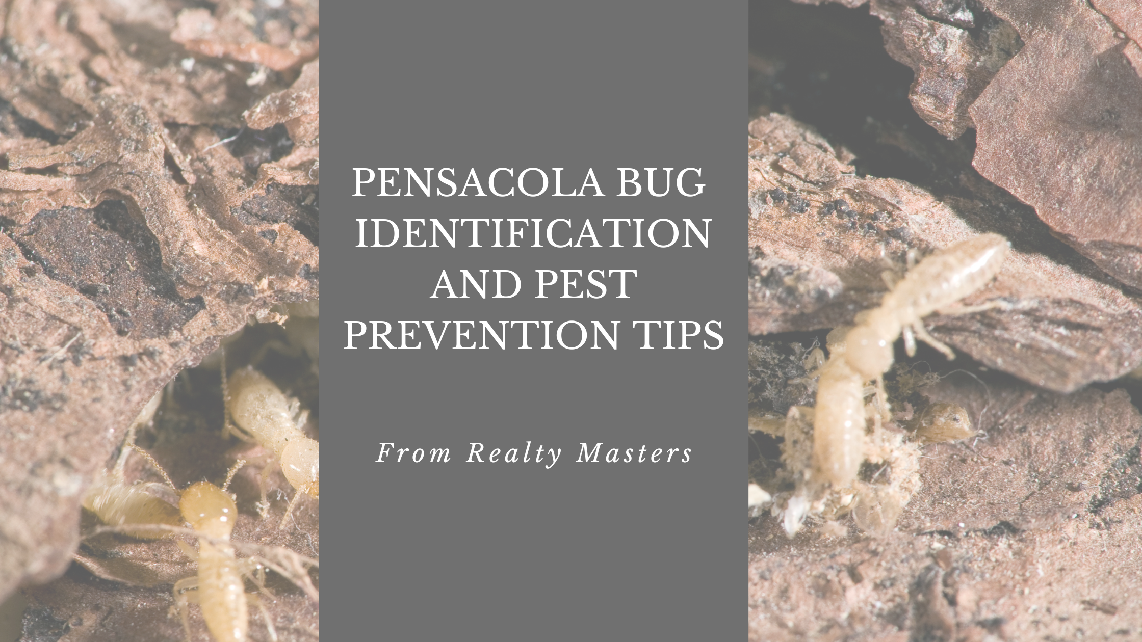 Pensacola Pest Control Tips